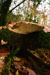 Large flat mushroom in the forest