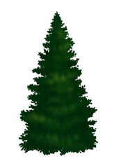 Illustration of spruce tree isolated on white background 