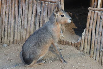 rabbit standing on the ground , white color , gray color
