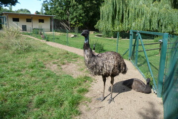Emu im Tierpark Bernburg an der Saale