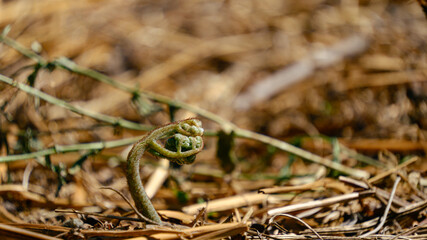 ワラビの芽