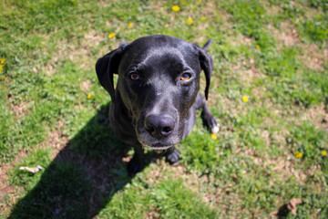 Black Mixed-Breed Dog Portrait