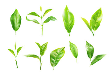 Green tea leaves set isolated on transparent background. Realistic illustration.