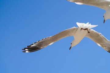 seagull in flight