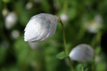 ローダンセ白花の蕾