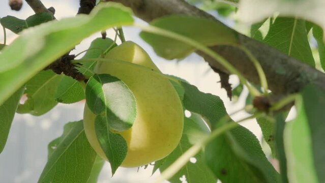 Farmer hand picking pear from tree in orchard.