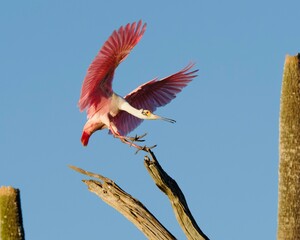 Roseate Spoonbill ready for landing