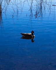 duck on the lake