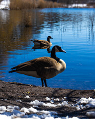ducks on the lake