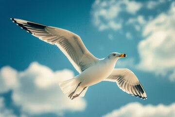 Detailed close-up photo of a seagull in flight against a blue sky 