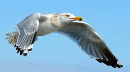 Obraz premium Detailed close-up photo of a seagull in flight against a blue sky 