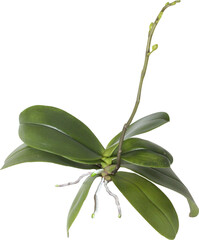Whole plant with roots of the orchid phalaenopsis, isolated on the transparent background