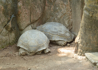 the turtle in the garden