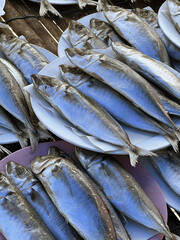 fresh mackerel fish in the market