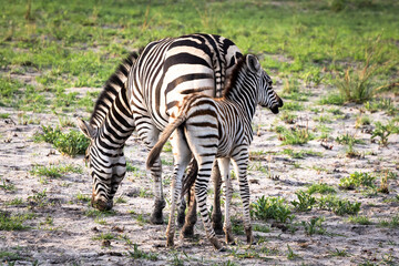 Mother zebra and her foal in Botswana, Africa