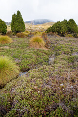 Pristine alpine moorland landscape Tasmania - 765998925