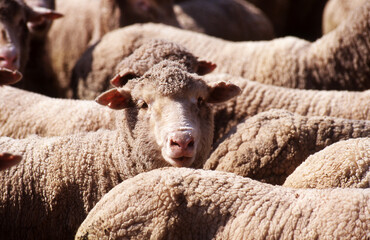 View of sheep in stock yards - 765998944