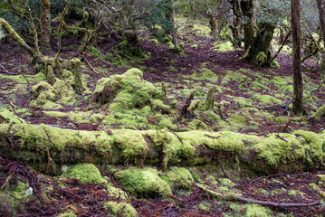 Wilderness landscape within the Cradle Mountain Lake Saint Claire national park - 765998967