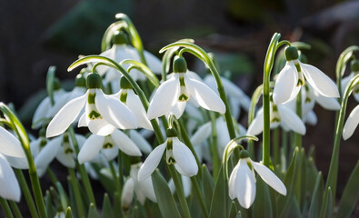 delicate white snowdrops blooming on a spring day