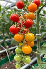Healthy organic ripe tomatoes on vine thriving in controlled greenhouse environment