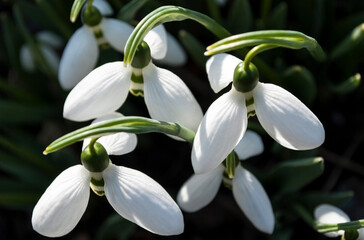 delicate white snowdrops blooming on a spring day