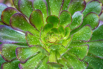 green flowering succulent plant with water