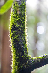tree in the forest with moss
