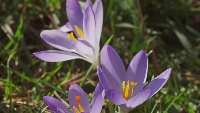 Springtime close-up view of violet crocuses. Soft selective focus of flowering crocus flowers, 4k
