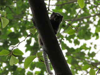 A small baby star tamarin on top of a log in the middle of the forest