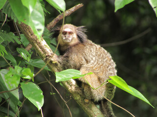 Naklejka premium A star tamarin on a tree in the middle of the tropical forest looking at the camera