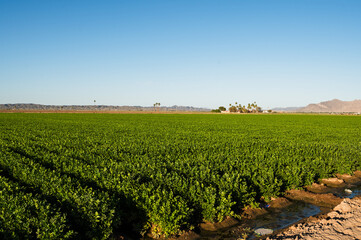 Fototapeta na wymiar Farm fields outside of Yuma Arizona, USA.