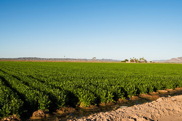 Fototapeta na wymiar Farm fields outside of Yuma Arizona, USA.