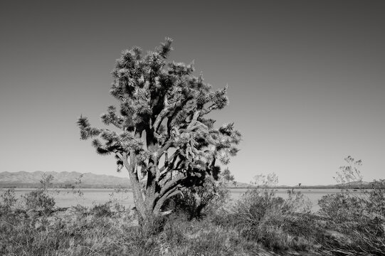 A Joshua tree on  the side highway 95, south of Las Vegas, near Boulder City, in the Nevada desert.  Black and white image.