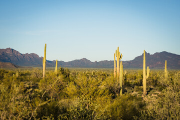 Saguaro and Organ Pipe cactus and Joshua trees at Organ Pipe Cactus National Monument in southern Arizona, USA.