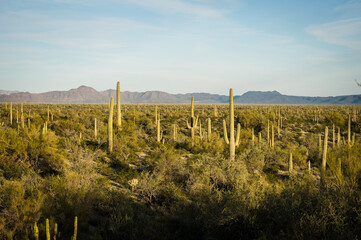 Fototapeta na wymiar Saguaro and Organ Pipe cactus and Joshua trees at Organ Pipe Cactus National Monument in southern Arizona, USA.