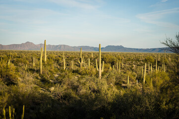 Fototapeta na wymiar Saguaro and Organ Pipe cactus and Joshua trees at Organ Pipe Cactus National Monument in southern Arizona, USA.