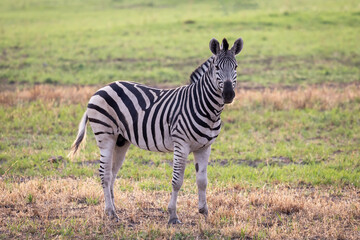 One zebra standing along in the Okavango Delta, Botswana, Africa