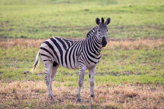 One zebra standing along in the Okavango Delta, Botswana, Africa