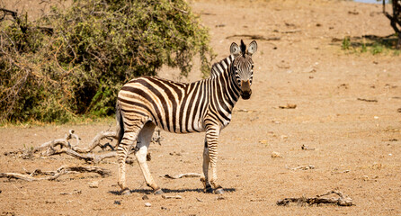 Fototapeta na wymiar One zebra standing along in the Okavango Delta, Botswana, Africa