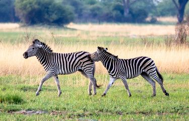 Zebras fighting in the Okavango Delta, Botswana, Africa