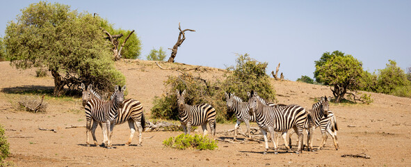 Herd of zebra standing looking alert at the camera in Botswana, Africa