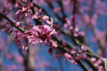 Closeup of redbud tree blossoming in spring