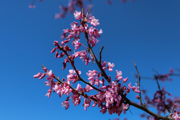 Closeup of redbud tree blossoming in spring