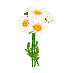 Chamomile flowers bouquet watercolor isolated illustration. Hand drawn white wildflowers with green leaves and buds in simple sketch style for spring cards and herbal natural cosmetics design