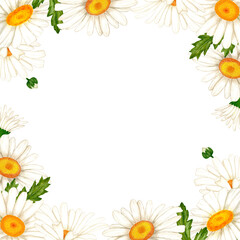 Frame banner made of watercolor white flowers and leaves. Hand drawn illustration of chamomile wildflowers for design of spring cards and wedding and birthday invitations.