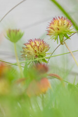 Indian Blanket Flowers in Green Pastures 