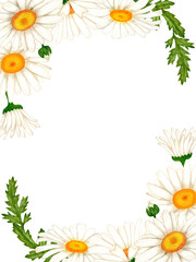 Frame banner made of watercolor white flowers and leaves. Hand drawn illustration of chamomile wildflowers for design of spring cards and wedding and birthday invitations.