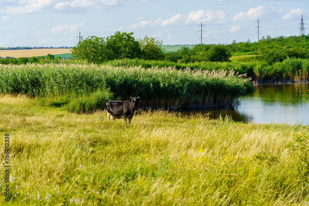 Wall mural a cow is standing in a field next to a body of water