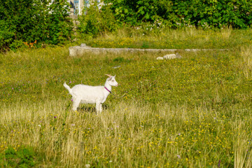 A white goat is standing in a field of grass