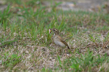 Adult Australian Pipit -Anthus australis- bird insect in its mouth short grass overcast light copy space